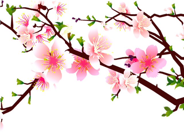 Cherry Tree Clipart Pomegranate - Cherry Blossom And Bird Vector (640x480), Png Download
