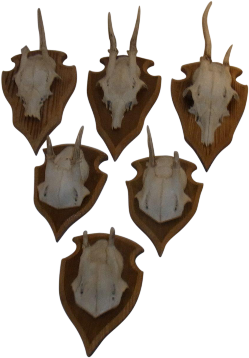 6 Vintage German Deer Antler On Trophy Plaque - Horn (1216x1216), Png Download