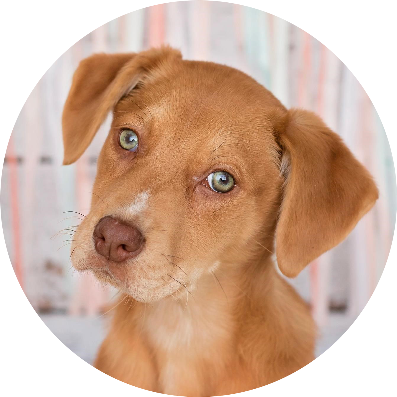 Adopt - Companion Dog (1361x1347), Png Download