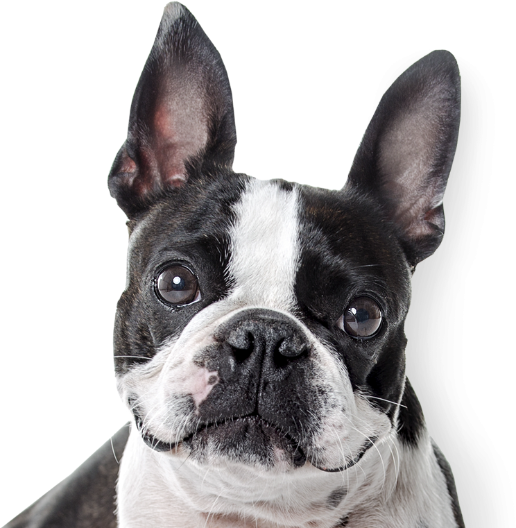 Boston Terrier - French Bulldog (800x800), Png Download