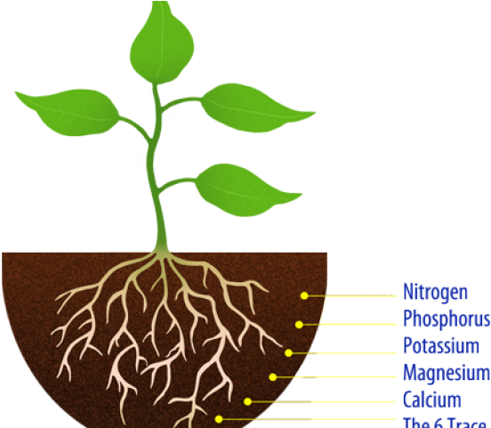 Soil Clipart Seedling - Simple Plant With Roots (640x480), Png Download