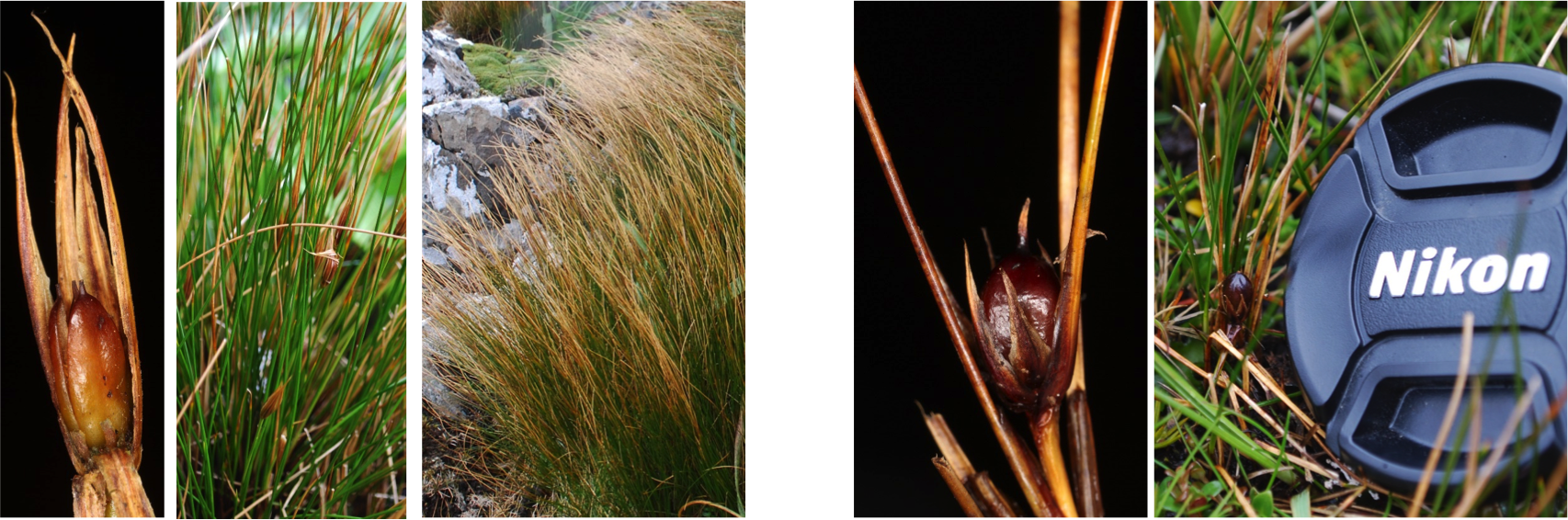 Download Original Image - Nikon Coolpix (1706x566), Png Download