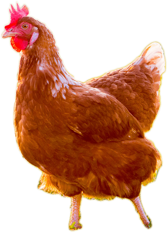 Vital Farms - Live Chicken No Background (602x805), Png Download