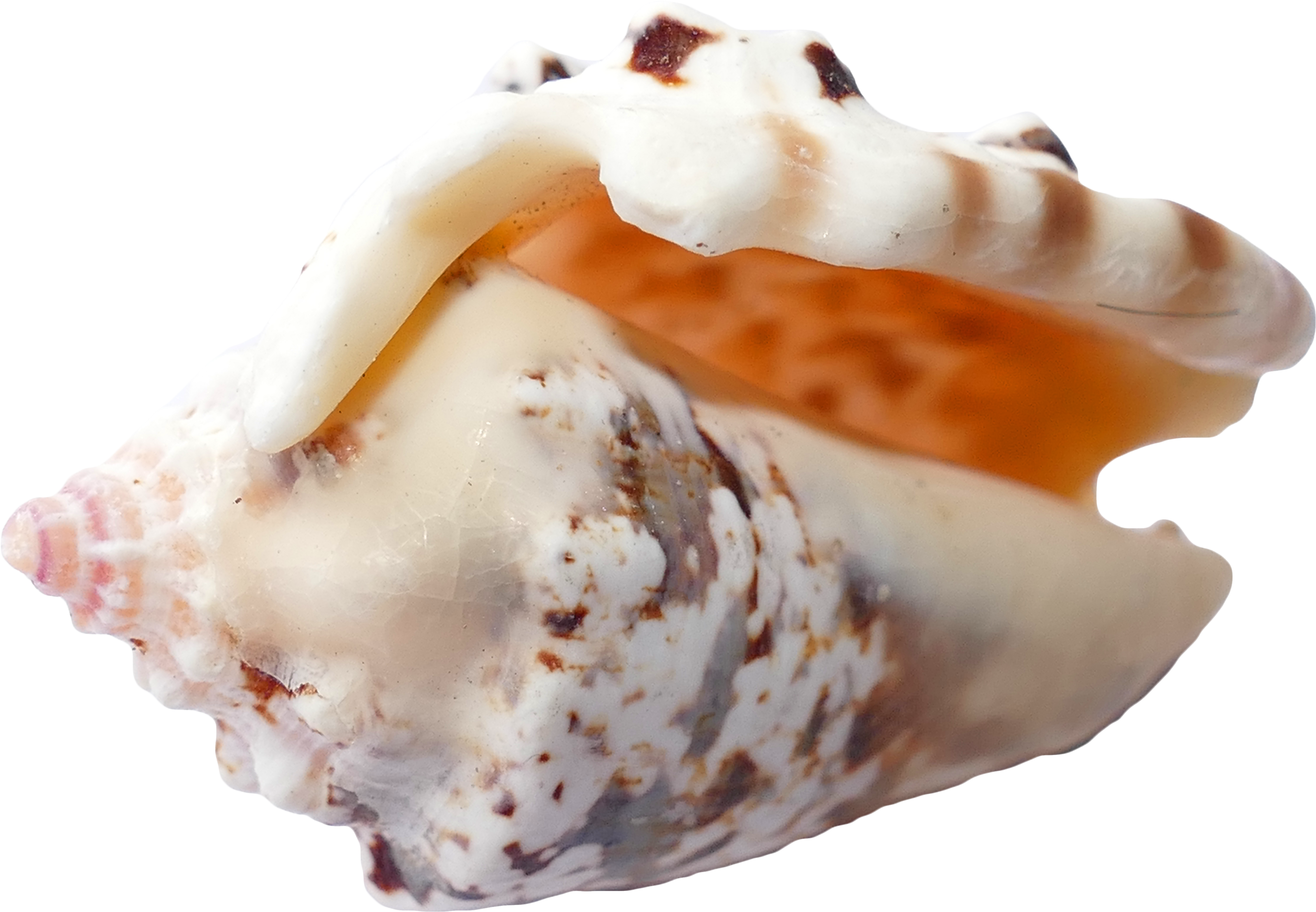 Sea, Shells, Ocean, Beach, Vacation, Sea Shells, Sand - เปลือก หอย Png (960x640), Png Download