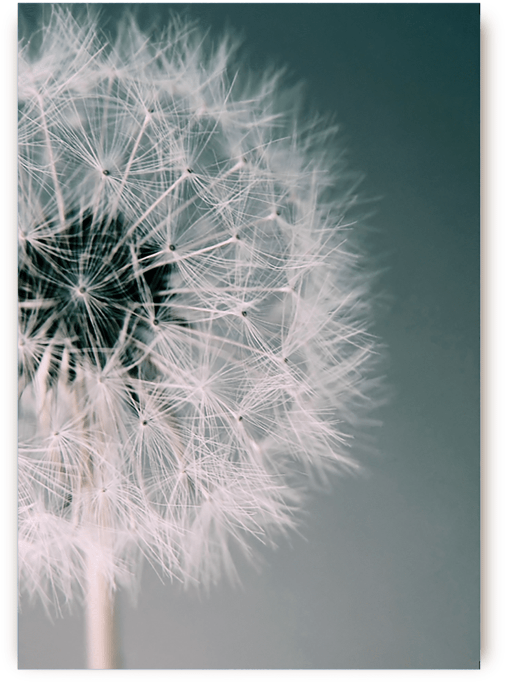 Dandelion (1400x1500), Png Download