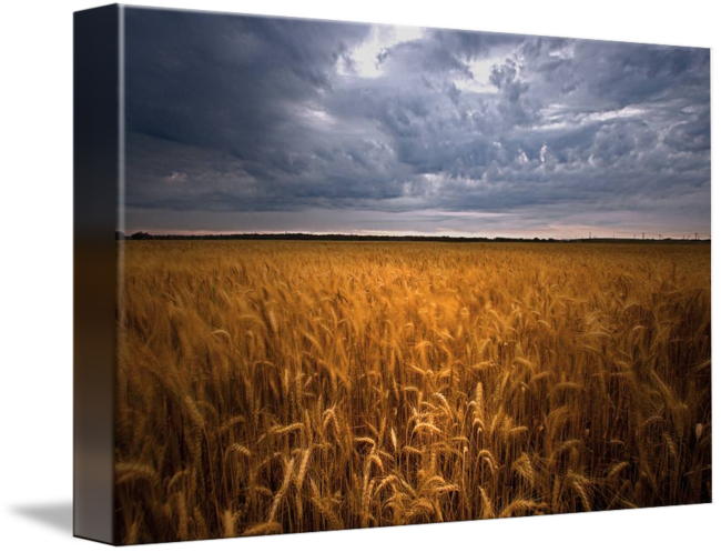 Wheat Field Png - Field (650x497), Png Download