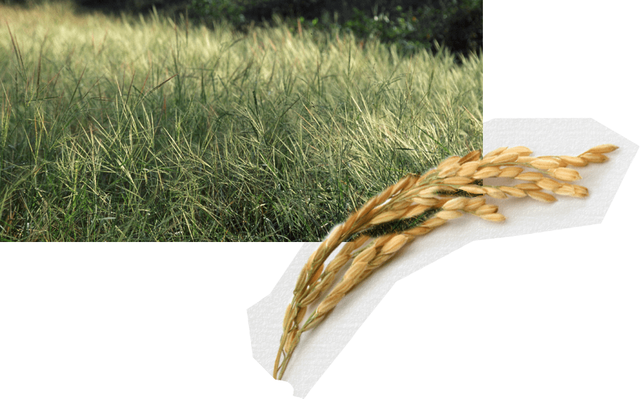 Dense Growth Of Natural Wild Rice In Cambodia - Sweet Grass (933x582), Png Download