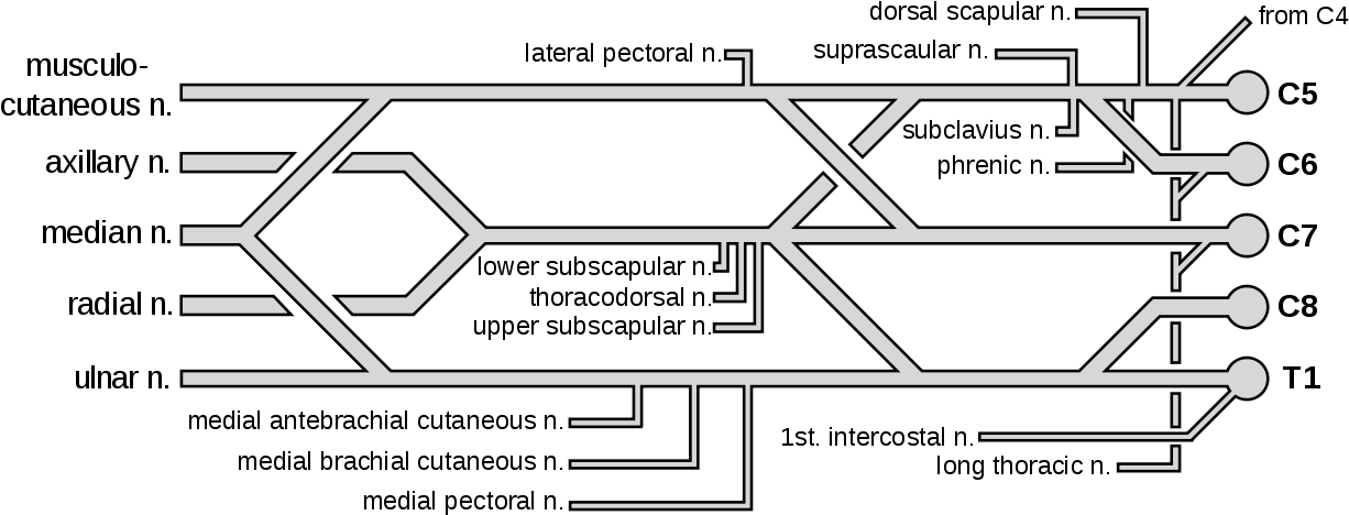 File - Brachial Plexus - Svg - Brachial Plexus With Colors (1280x525), Png Download