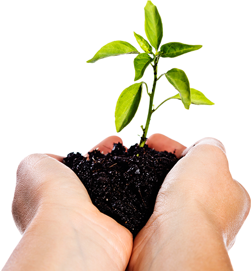 Image Of Hands Holding A Seedling - Manos Con Tierra Png (1600x548), Png Download