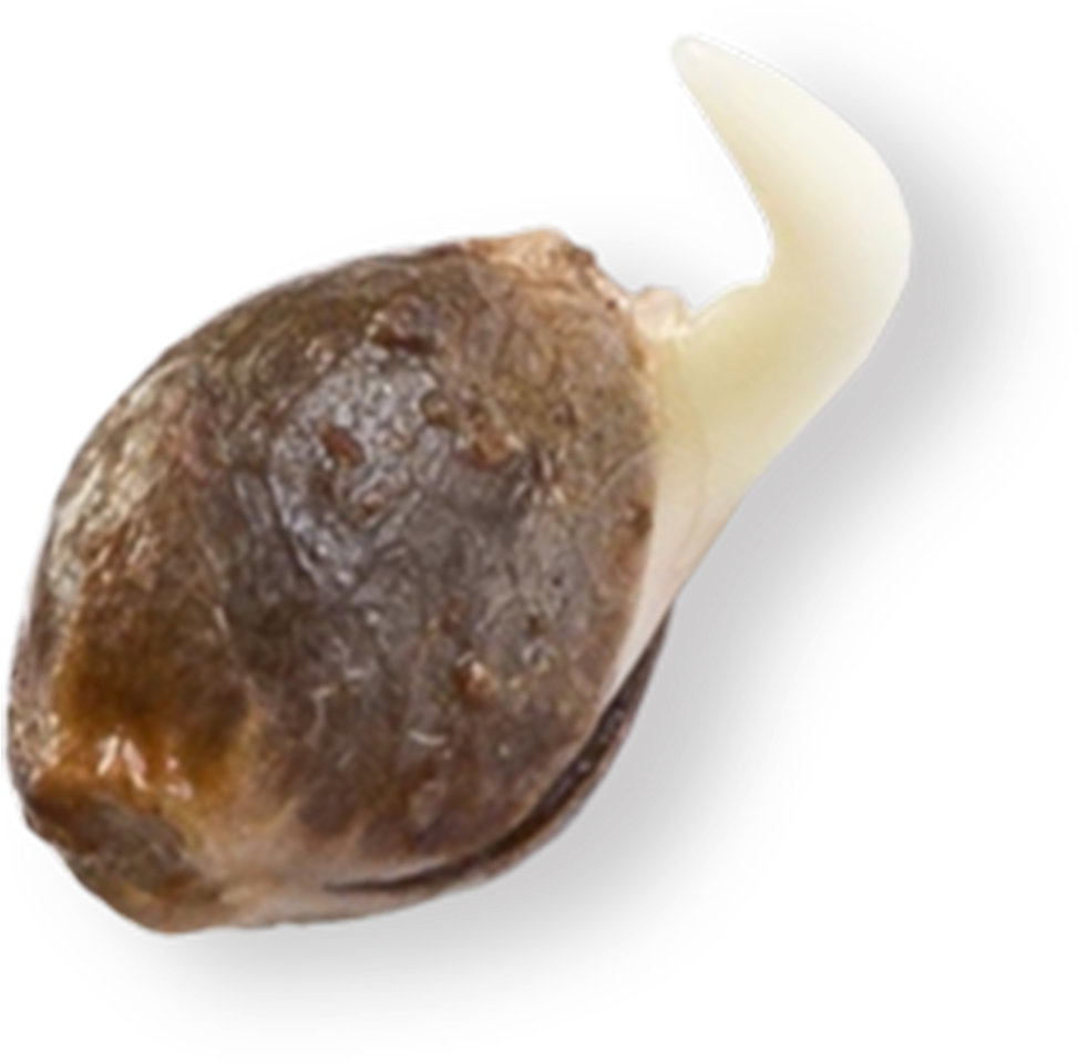 Original - Vegetable (1500x1500), Png Download