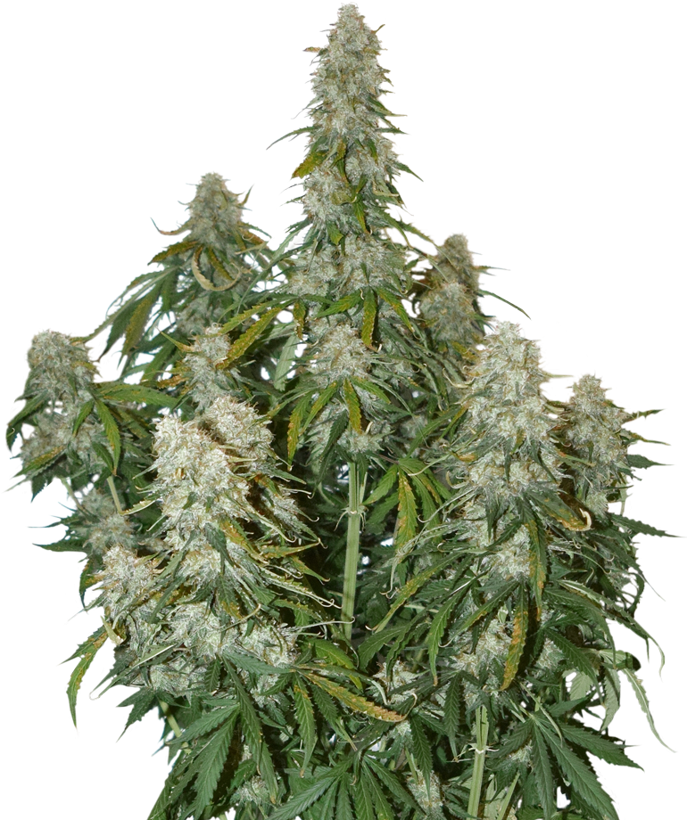 Big Bud Marijuana Seeds - Big Bud Seed Stockers (800x975), Png Download