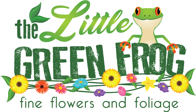 Welcome To The Little Green Frog Fine Flowers And Foliage - African Daisy (1270x454), Png Download