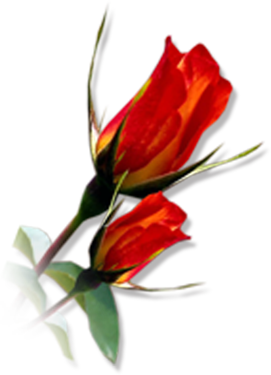 Photoshop Frames Wallpapers Designs - Anthurium (1200x800), Png Download