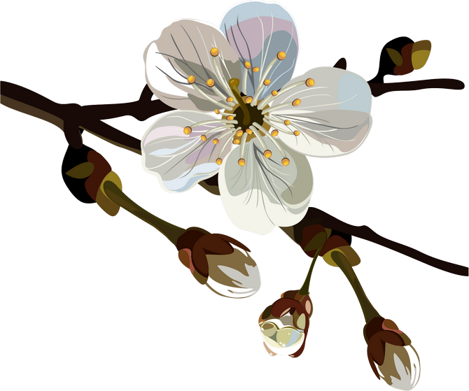 Png Клипарт "spring Floral" - Plum Blossom (670x559), Png Download