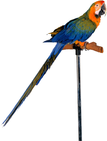 鹦鹉 (650x650), Png Download