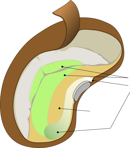 Clipart Info - Clipart Seed (522x595), Png Download