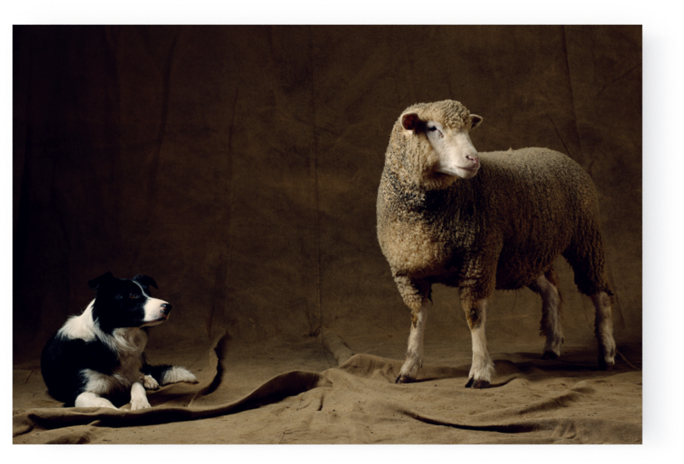 Photographs - Sheep (1000x667), Png Download