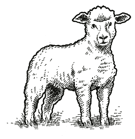 Every Thursday Morning For More Than 10 Years, The - Sheep (550x567), Png Download