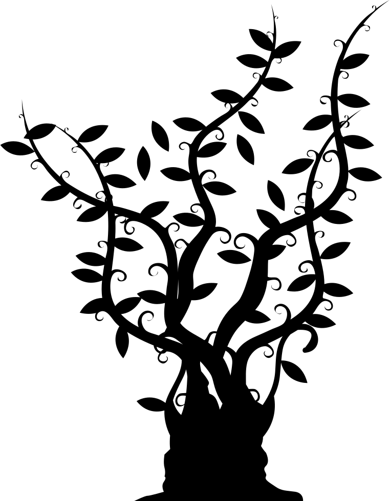 Tree Of Gross Trunk With Long Thin Branches With Leaves - Árboles Con Ramas Largas (762x980), Png Download
