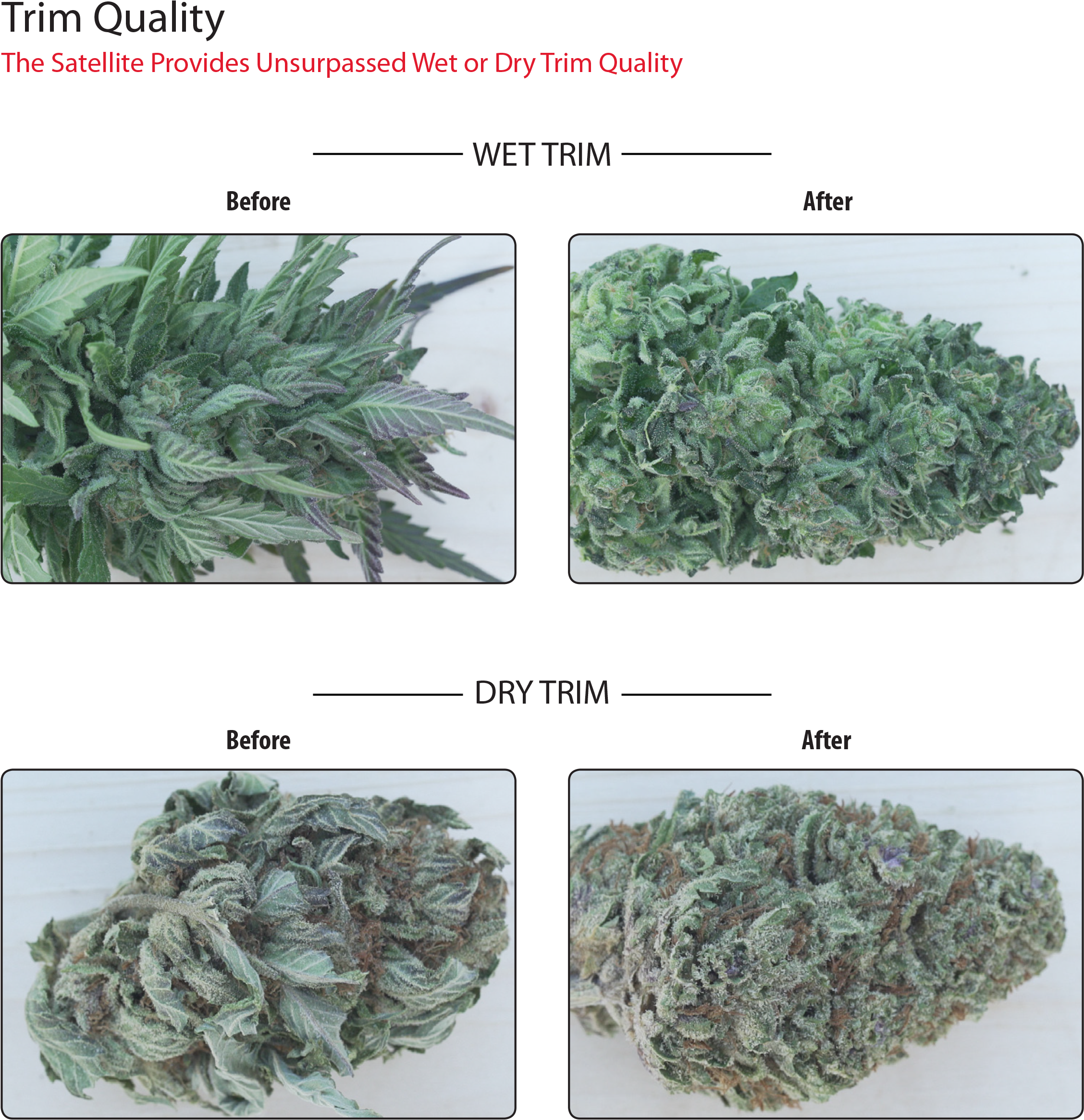 Ez Trimmer - Lacinato Kale (2653x2653), Png Download