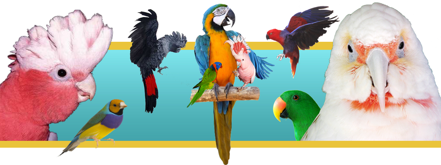 Pet Bird Banner (1471x553), Png Download