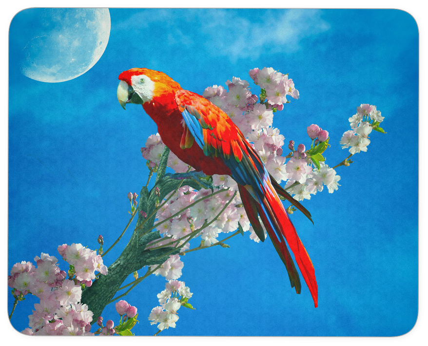 Mouse Pad Red Parrot - Macaw (1024x1024), Png Download