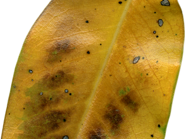 Autumn Leaves Clipart Dry Leave - American Aspen (640x480), Png Download