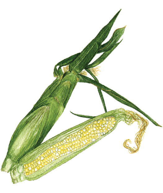 Bicolor Sweet Corn - Mantidae (560x622), Png Download