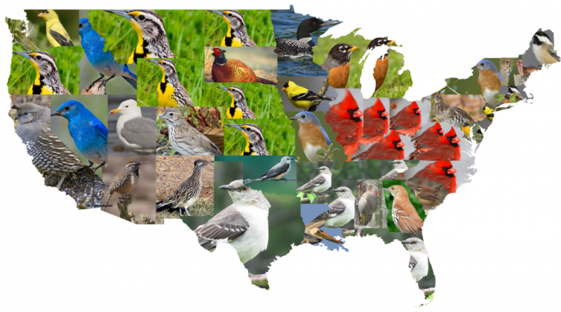 State Birds Of The Contiguous U - United States Of America (800x445), Png Download