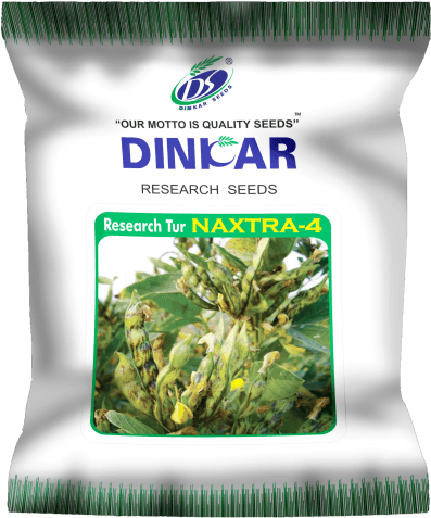 Pegion Pea - Attalea Speciosa (800x626), Png Download