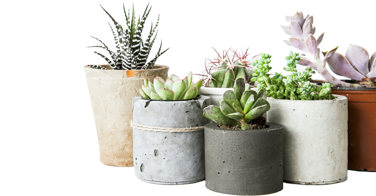 We're Benken - Low Maintenance Succulent Indoor Plant (800x533), Png Download