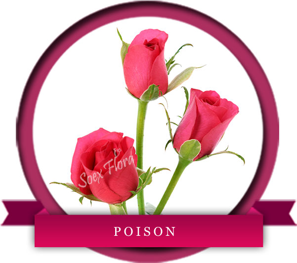 Indian Fresh Flower Grower And Exporters In Europe - Poison Rose Variety (600x600), Png Download