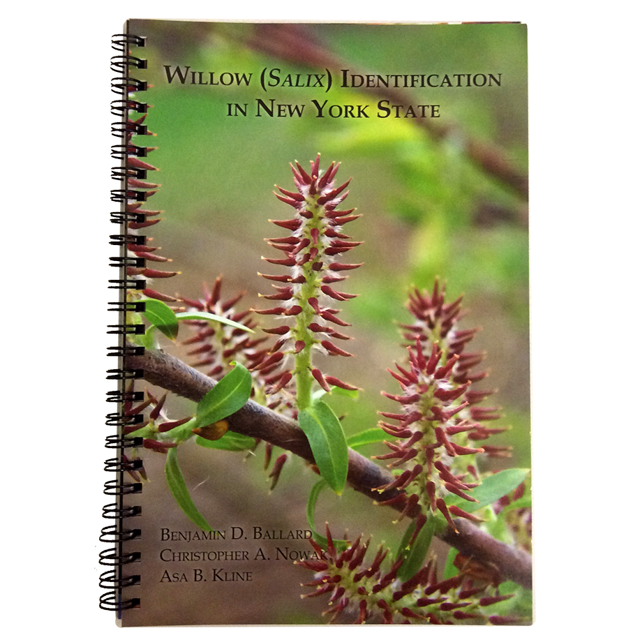 Willow Png (1000x1000), Png Download