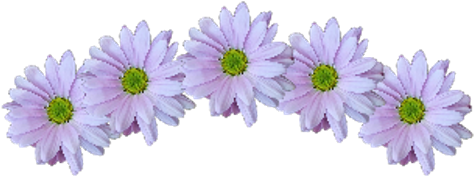Crown Sticker - African Daisy (1024x1036), Png Download