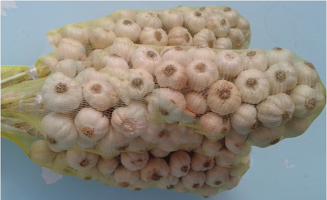 Củ Tỏi - Stony Coral (638x638), Png Download