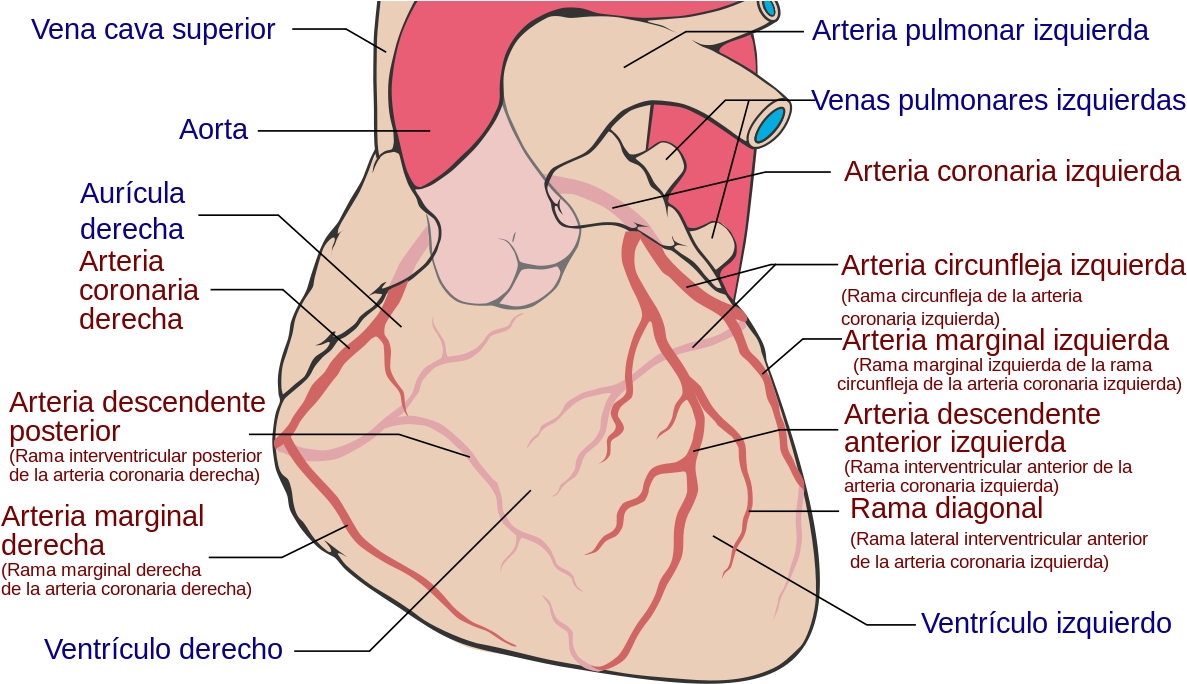 Coronary Arteries (1200x689), Png Download