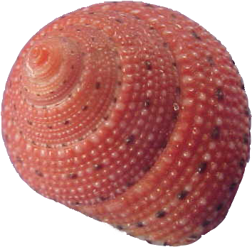 Trochidae - Marine Invertebrates (640x480), Png Download