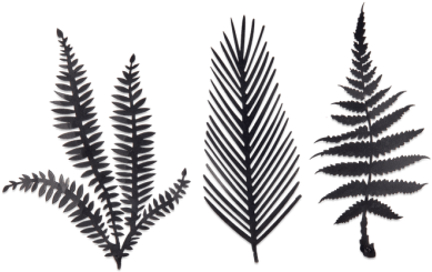 Ferns - Kiko Brass Foliage Artwork Brass (705x508), Png Download