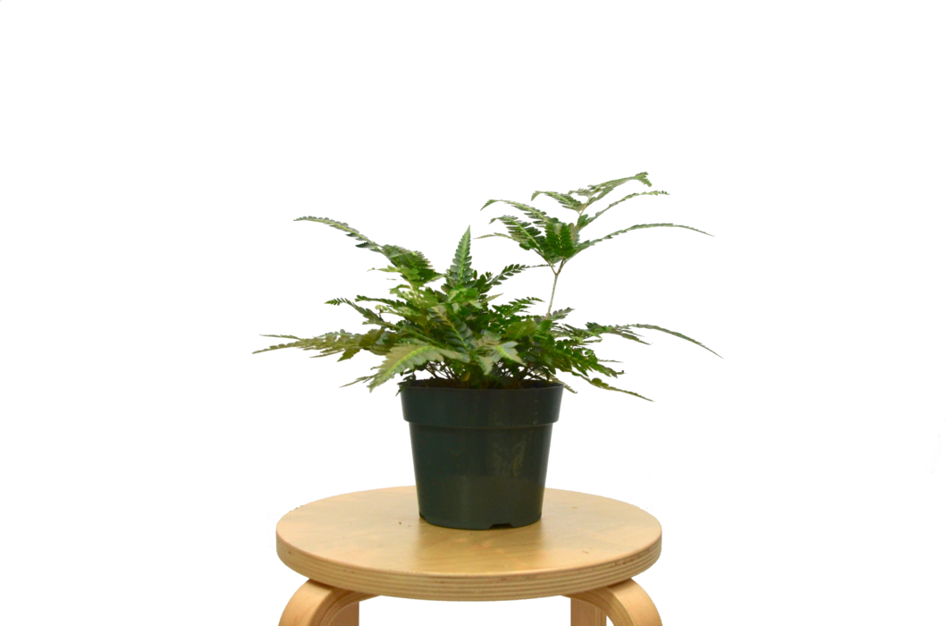 Variegated Autumn Fern - Houseplant (1057x700), Png Download