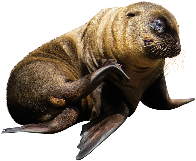 Sea Lion Png - Lobo De Mar Png (960x660), Png Download