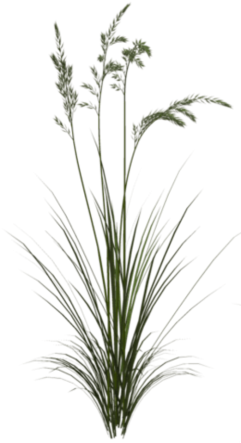 Free Png Download Sweet Grass Png Images Background - Png Tall Grass Texture (480x881), Png Download