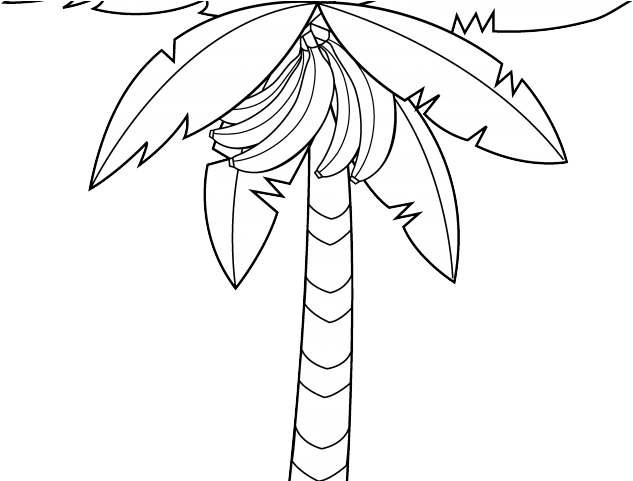 Drawn Palm Tree Banana Tree - Coloring Book (640x480), Png Download