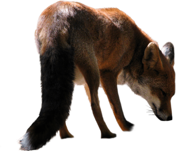 Free Png Download Fox Png Images Background Png Images - Transparent Fox (850x638), Png Download