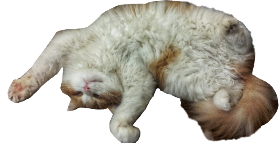 Png Library Cat Funny Nicecat Cute Cuteanimals Cutecat - Cat Yawns (1159x863), Png Download