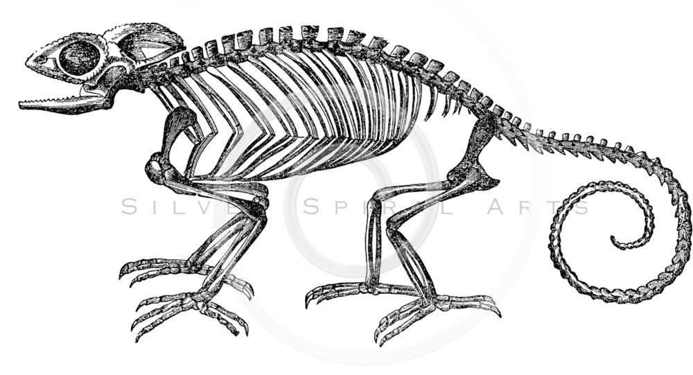 Skeletons Png (1024x540), Png Download