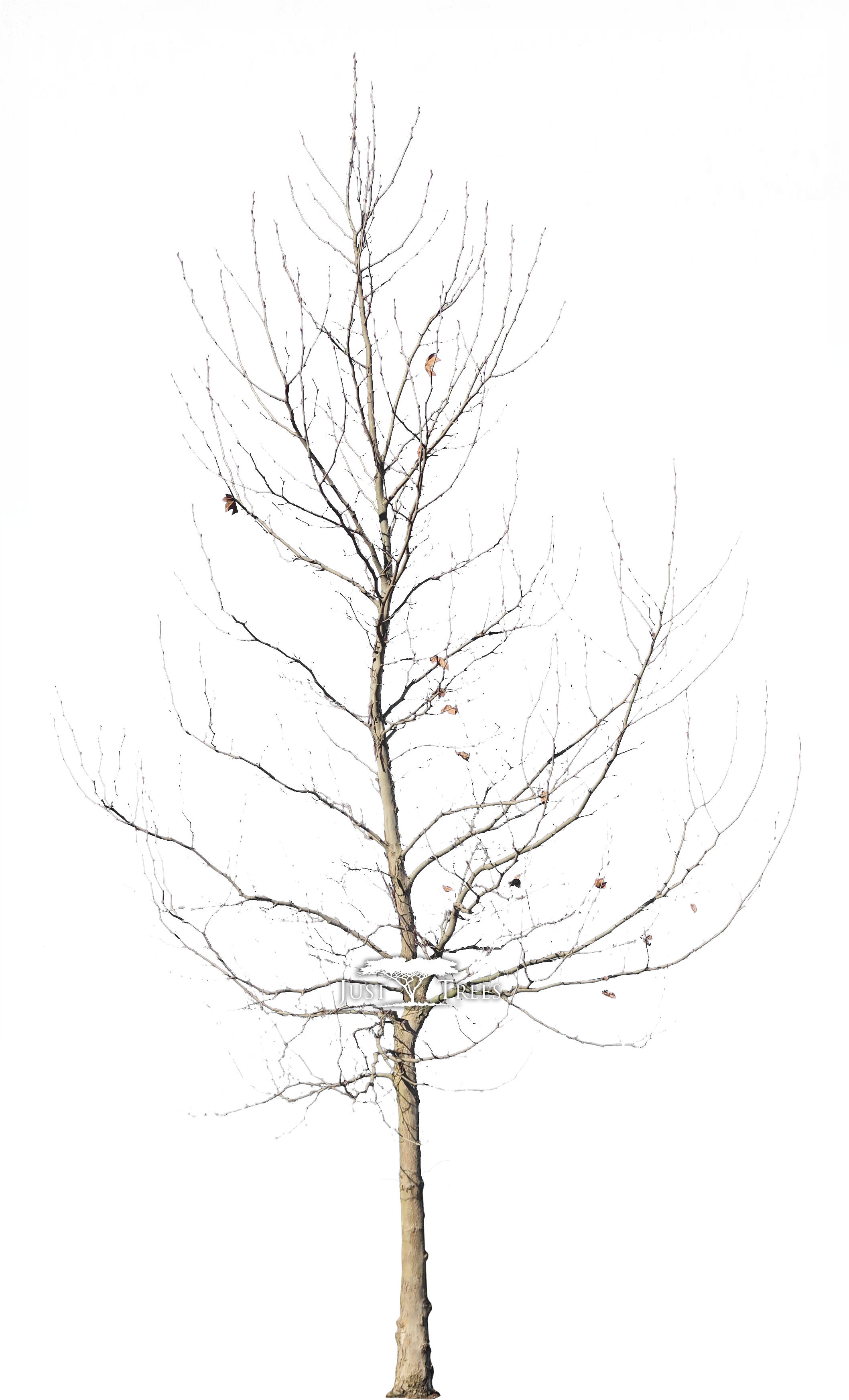 Platanus Acerifolius - London Plane Tree Winter (2115x3603), Png Download