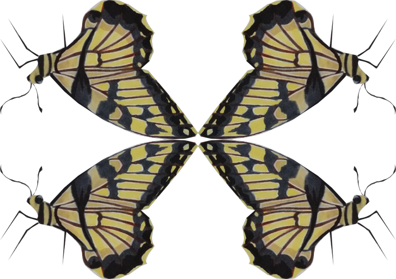 Swallowtail Butterfly (800x564), Png Download