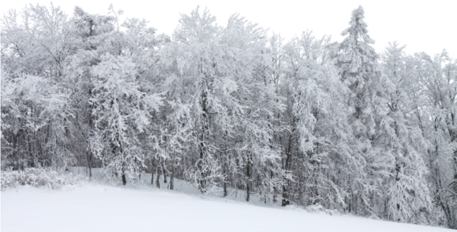 Legend Of Little Fur (900x470), Png Download