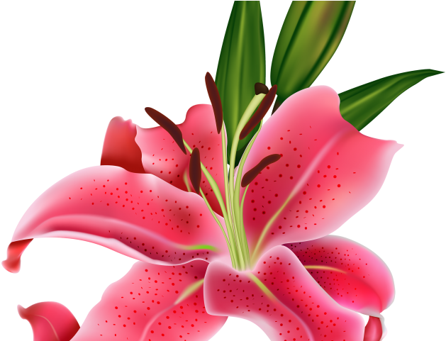 Water Lily Clipart Easter Lily - Lily Flower (640x480), Png Download