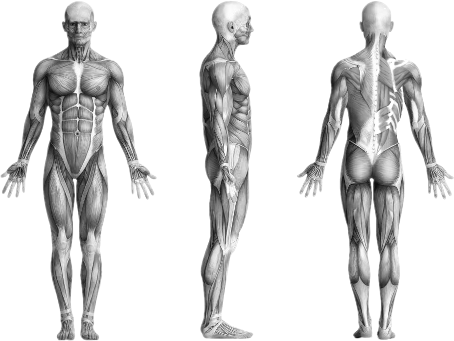 Human Muscles - Lumbo Pelvic Hip Distortion (1000x750), Png Download